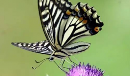 蝴蝶视频,探寻自然之美与生命奇迹