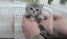 小猫视频,小猫视频里的温馨日常